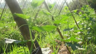 Salatalık bitkileri için toprak bitkilerin büyümesini desteklemek için ahşap kullanılır.