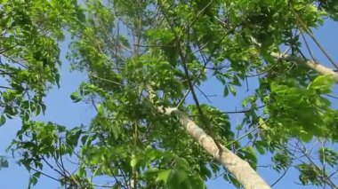 Brasiliansları kaldırın ya da yeşil ve gür yapraklı kauçuk ağaçları