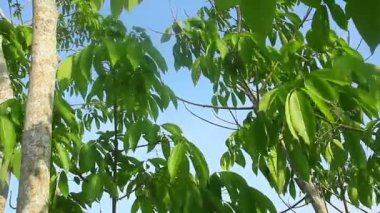 Brasiliansları kaldırın ya da yeşil ve gür yapraklı kauçuk ağaçları