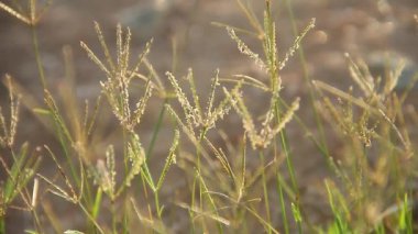 Güzel doğal panoramik kırsal alan. Güneşin doğuşunda vahşi otlar açar ılık yaz mevsiminde