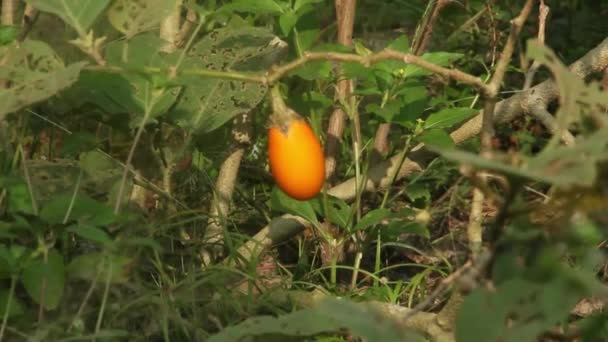 Aubergines Dont Les Fruits Mûrissent Sur Arbre — Video