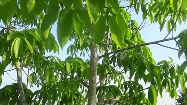 Zoom Brasiliansis Oude Rubberboom Met Groene Weelderige Bladeren — Stockvideo