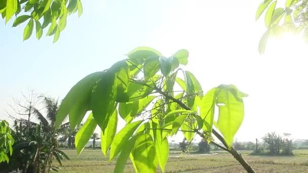 ブラジリアニスまたは緑と緑の葉の古いゴムの木をヘーブ — ストック動画