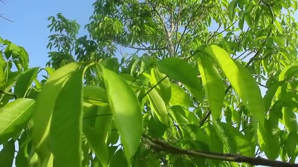 Popychać Brasiliansis Lub Stare Drzewo Gumowe Zielonymi Bujnymi Liśćmi — Wideo stockowe