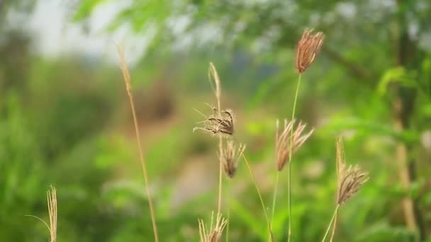 美しい自然のパノラマの田園風景 日の出の暖かい夏に自然の中で咲く野生の高い草 — ストック動画