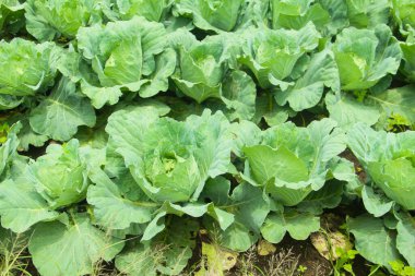 Hâlâ tarlada bulunan lahana sebzeleri. Dağlık topraklarda verimli topraklarda yetişen lahana bitkileri.