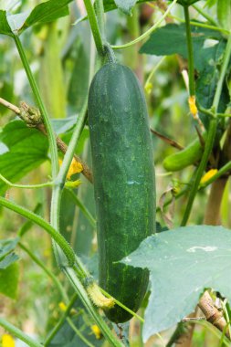 Hâlâ ağaçta duran salatalıklar tarım arazisinde taze ve yeşildirler.