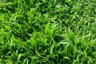 Yeşil çimenler öğleden sonra güneşiyle aydınlanır yüksek açılı bir fotoğrafta ve güzel bir yeşil çimen arka planı oluşturur.