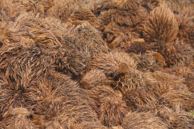 Kaynama sürecinden geçen ve pişirme yağı üreten palmiye yağının atıkları.