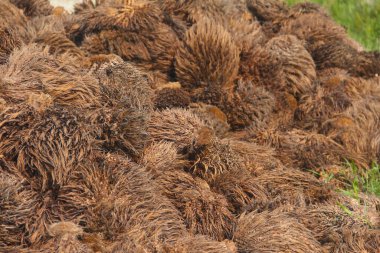 Kaynama sürecinden geçen ve pişirme yağı üreten palmiye yağının atıkları.