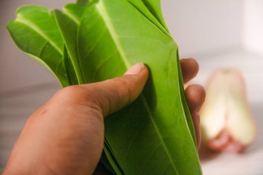 Yetişkin erkeklerin para gibi tuttuğu yeşil yapraklar.