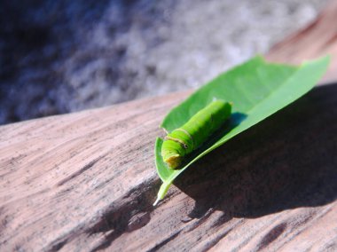 Yeşil bir tırtılın makrofotografı. Limon ağacında yürüyor ve yaprakları yemeye hazırlanıyor.