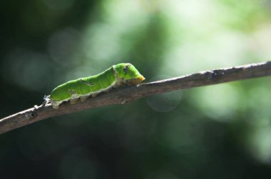 Yeşil bir tırtılın makrofotografı. Limon ağacında yürüyor ve yaprakları yemeye hazırlanıyor.
