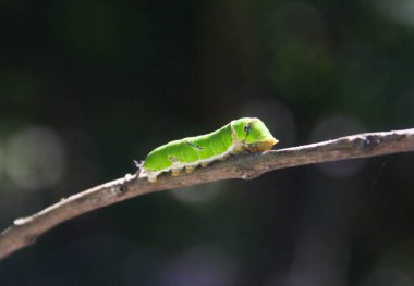 Yeşil bir tırtılın makrofotografı. Limon ağacında yürüyor ve yaprakları yemeye hazırlanıyor.