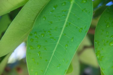 Doku yeşil yaprak yapısı makro fotoğrafçılık