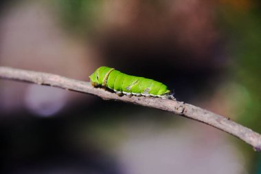 Yeşil bir tırtılın makrofotografı. Limon ağacında yürüyor ve yaprakları yemeye hazırlanıyor.