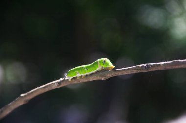 Yeşil bir tırtılın makrofotografı. Limon ağacında yürüyor ve yaprakları yemeye hazırlanıyor.