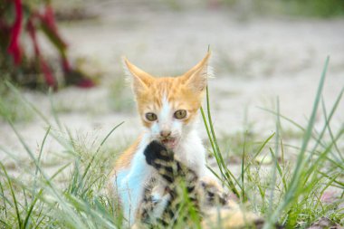 Yavru kediler evde arkadaşlarıyla mutlu mesut oynuyorlar.