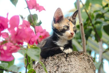 Yanında kırmızı begonvil çiçekleri olan küçük bir kedi yavrusu portresi.