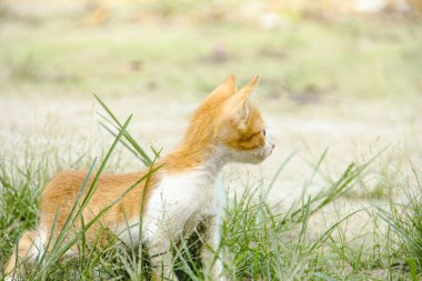 Yavru kediler evde arkadaşlarıyla mutlu mesut oynuyorlar.