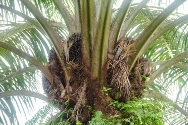 Yağ palmiyeleri, düzgünce düzenlenmiş yağ palmiyeleri, bol bol yetişir ve Endonezya 'da büyük bir ticari ürün haline gelir.