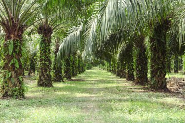 Yağ palmiyeleri, düzgünce düzenlenmiş yağ palmiyeleri, bol bol yetişir ve Endonezya 'da büyük bir ticari ürün haline gelir.