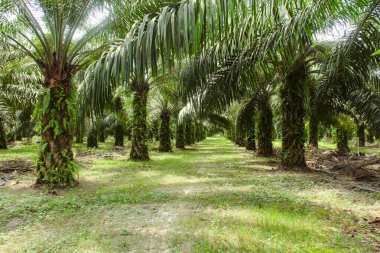 Yağ palmiyeleri, düzgünce düzenlenmiş yağ palmiyeleri, bol bol yetişir ve Endonezya 'da büyük bir ticari ürün haline gelir.