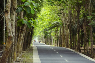 Düz asfalt yollar ve soldaki yemyeşil ağaçlar.