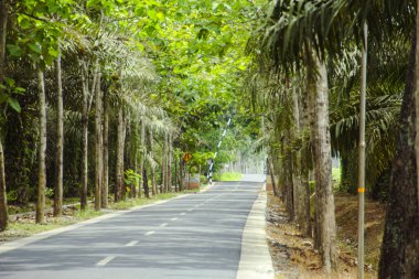 Düz asfalt yollar ve soldaki yemyeşil ağaçlar.