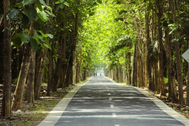 Düz asfalt yollar ve soldaki yemyeşil ağaçlar.