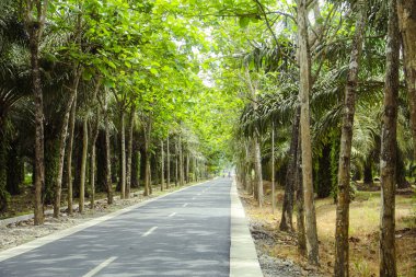 Düz asfalt yollar ve soldaki yemyeşil ağaçlar.