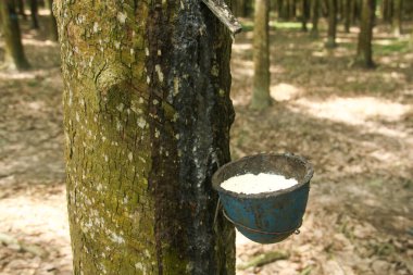 Hâlâ üretken olan kauçuk ağaçlardan üretilen lastikleri depolamak için bir yer.
