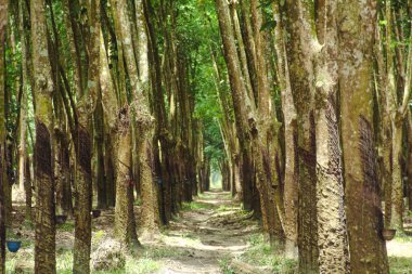 Üretken kauçuk tarlaları ve düzgün düzenlenmiş kauçuk ağaçları.