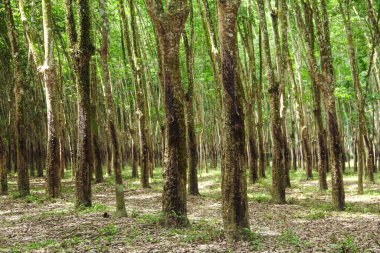 Üretken kauçuk tarlaları ve düzgün düzenlenmiş kauçuk ağaçları.