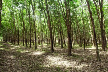 Üretken kauçuk tarlaları ve düzgün düzenlenmiş kauçuk ağaçları.