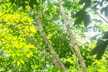 Üretken kauçuk tarlaları ve düzgün düzenlenmiş kauçuk ağaçları.