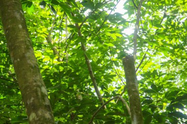 Üretken kauçuk tarlaları ve düzgün düzenlenmiş kauçuk ağaçları.