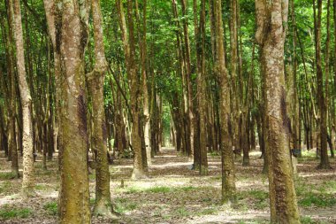 Üretken kauçuk tarlaları ve düzgün düzenlenmiş kauçuk ağaçları.