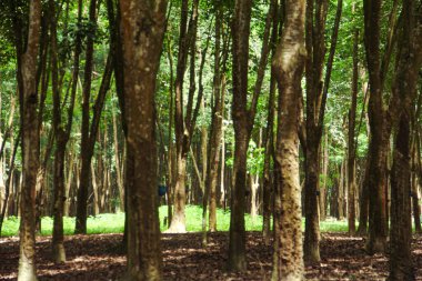 Üretken kauçuk tarlaları ve düzgün düzenlenmiş kauçuk ağaçları.