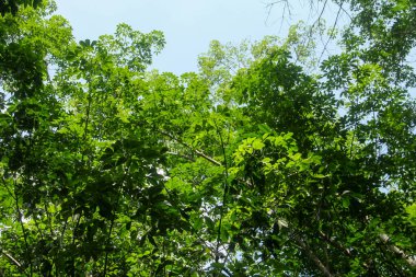 Üretken kauçuk tarlaları ve düzgün düzenlenmiş kauçuk ağaçları.