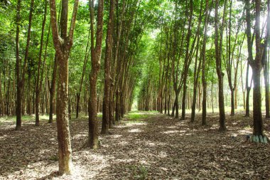 Üretken kauçuk tarlaları ve düzgün düzenlenmiş kauçuk ağaçları.