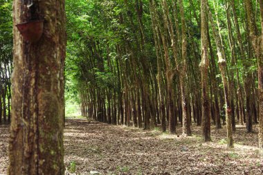 Üretken kauçuk tarlaları ve düzgün düzenlenmiş kauçuk ağaçları.