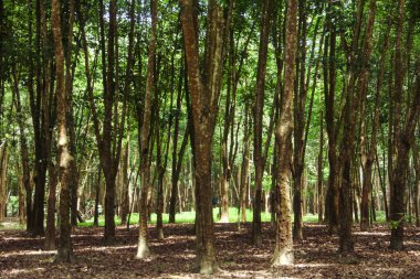 Üretken kauçuk tarlaları ve düzgün düzenlenmiş kauçuk ağaçları.