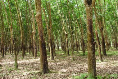Üretken kauçuk tarlaları ve düzgün düzenlenmiş kauçuk ağaçları.