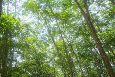 Üretken kauçuk tarlaları ve düzgün düzenlenmiş kauçuk ağaçları.