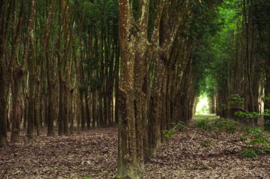 Üretken kauçuk tarlaları ve düzgün düzenlenmiş kauçuk ağaçları.
