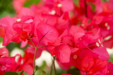 Bougainvillea çiçekleri Endonezya 'da yazın güzel bir şekilde açar.