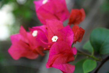 Bougainvillea çiçekleri Endonezya 'da yazın güzel bir şekilde açar.
