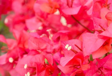Bougainvillea çiçekleri Endonezya 'da yazın güzel bir şekilde açar.