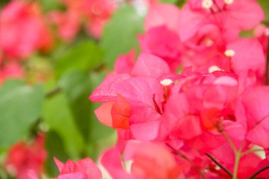 Bougainvillea çiçekleri Endonezya 'da yazın güzel bir şekilde açar.